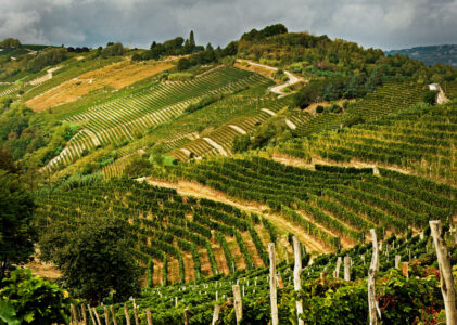 Trail del Moscato wijnreis 2023