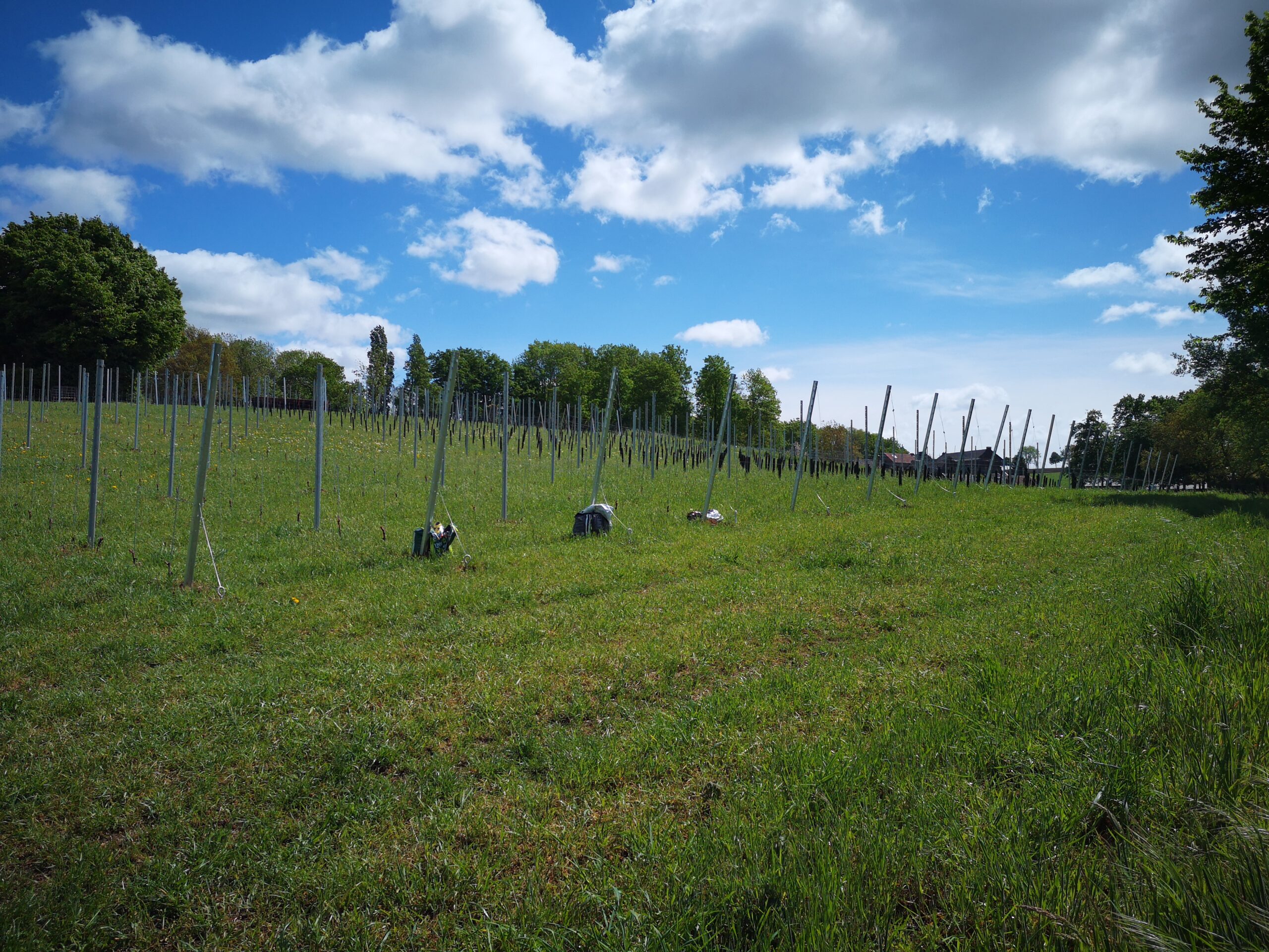 Nieuw: De Limburgse 11-wijngaarden tocht