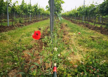 De Limburgse 11-Wijngaarden Tocht