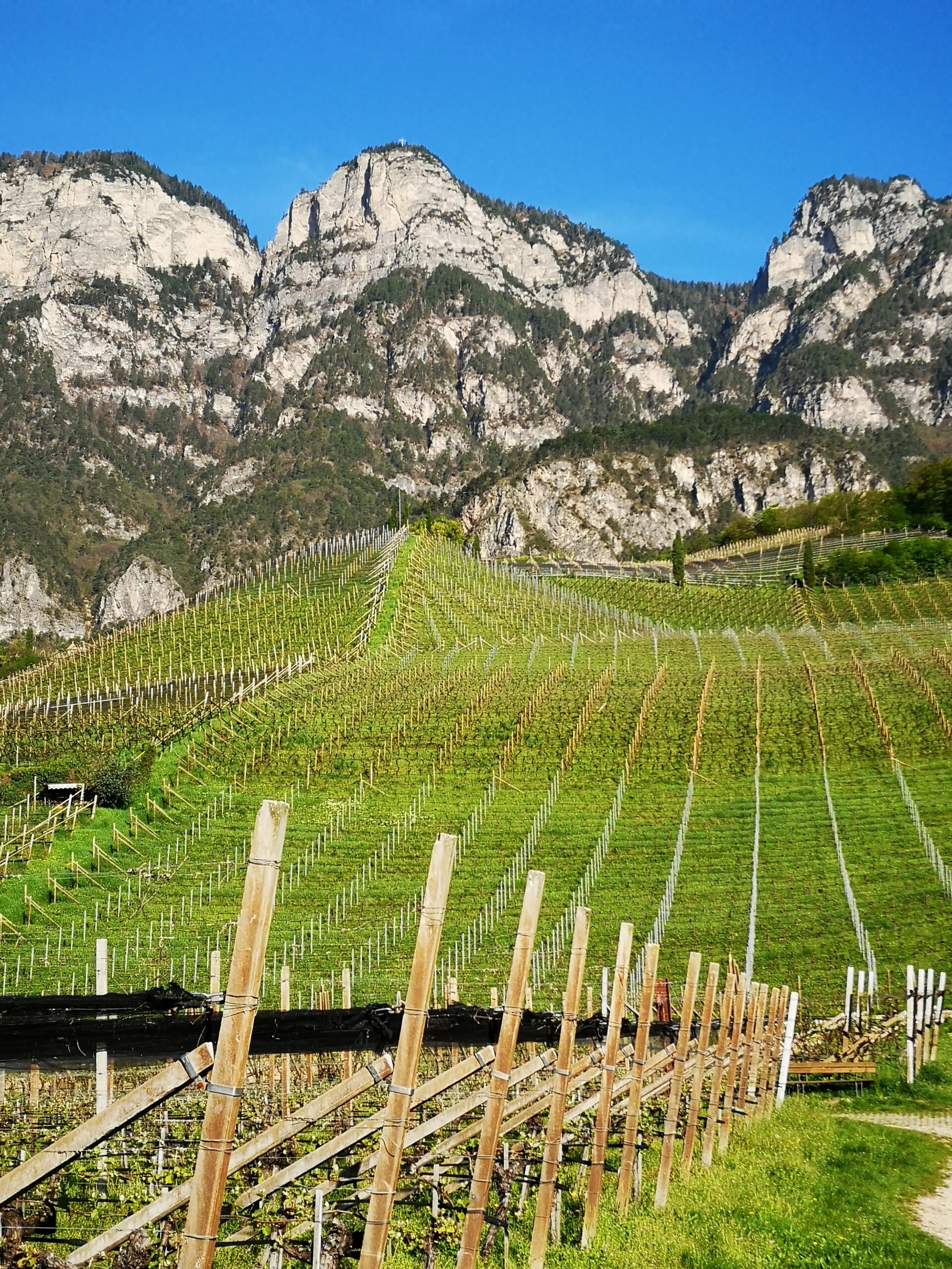 NiceWine